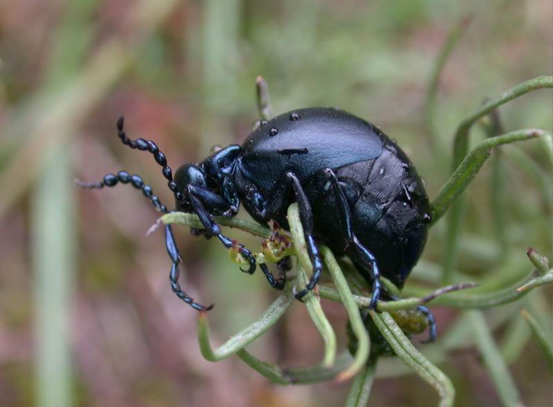 Meloe violaceus della Toscana